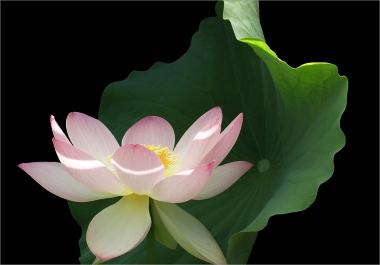 lotus-flower